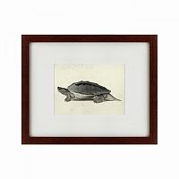 картина: a hand-painted illustration of a burmese roofed turtle, 1873 в Курске