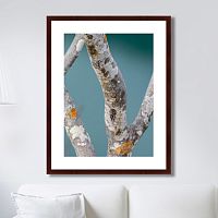 картина: trees on the galapagos islands, ecuador no3 в Курске