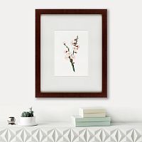 картина: apricot flower (prunus armeniaca), 1832 в Курске