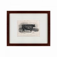 картина: a devon bull, 1849 в Курске