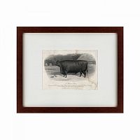 картина: a devon steer, 1869 в Курске