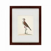 картина: the brown bird в Курске