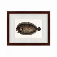 картина: sole fish, 1722 в Курске