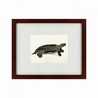картина: a hand-painted illustration of an arakan forest turtle, 1872 в Курске