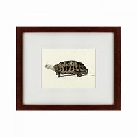 картина: a hand-painted illustration of an elongated tortoise, 1873 в Курске