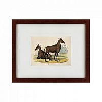картина: two nilgais, 1830 в Курске