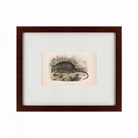 картина: armadillo, 1860 в Курске