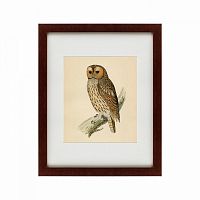 картина: brown owl, 1760 в Курске