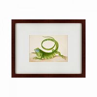 картина: green iguana, 1701 в Курске