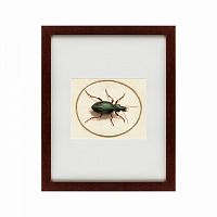 картина: beetle, 1700 в Курске