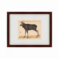 картина: moose, 1560 в Курске