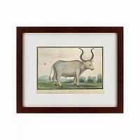картина: cape ox, 1778 в Курске