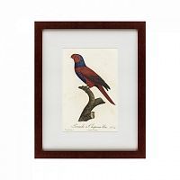 картина: perruche a chaperon bleu, 1801 в Курске